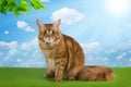 Big red Maine Coon on the grass under a tree on a sunny day Royalty Free Stock Photo