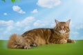 Big red Maine Coon on the grass under a tree on a sunny day Royalty Free Stock Photo