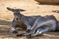 Big red male kangaroo lying on the sand at the aviary Royalty Free Stock Photo