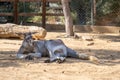 Big red male kangaroo lying on the sand Royalty Free Stock Photo