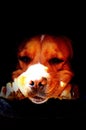 Big red mastiff type dog waiting in its kennel with his head resting on its paws