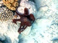 Big red octopus (Octopus cyaneus) quick change artist picture three of five in Red Sea