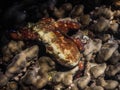 Big red octopus hiddes between corals in the red sea Royalty Free Stock Photo