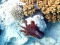 Big red octopus (Octopus cyaneus) quick change artist picture four of five in Red Sea