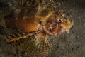 Big red and orange lion fish on a macro photo Royalty Free Stock Photo