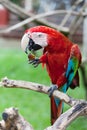 Big red parrot Royalty Free Stock Photo