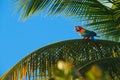 Big red parrot Red-and-green Macaw, Ara chloroptera, sitting on the branch, palm tree. Trinidad and Tobago. Wildlife scene in natu