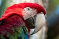 Red parrot, red and green Macaw, Ara chloroptera Royalty Free Stock Photo