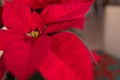 Big Red poinsettia flower closeup Royalty Free Stock Photo