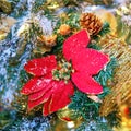 Big red poinsettia on a snow covered branch christmas tree, copy space Royalty Free Stock Photo