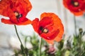 Big red poppies in bloom against a bright background Royalty Free Stock Photo