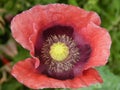 Big red poppy flower