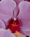 Big Red in purlpe Orchid