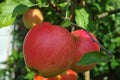 Big red ripe apples on the apple tree, fresh harvest of red apples, seasonal works in orchard, fruit garden Royalty Free Stock Photo