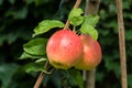 Big red ripe apples on the apple tree, ready to harvest Royalty Free Stock Photo