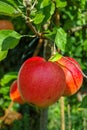 Big red ripe apples on the apple tree, fresh harvest of red apples, seasonal works in orchard, fruit garden Royalty Free Stock Photo