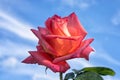 Big red rose against the background of the blue sky Royalty Free Stock Photo