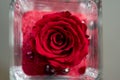 Big, red rose blossom gift picture.