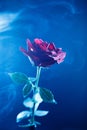 A big red rose on a blue background Royalty Free Stock Photo