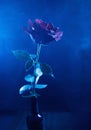 A big red rose on a blue background Royalty Free Stock Photo