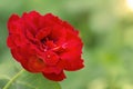 Big Red Rose Close Up. Flower Bud Macro. Royalty Free Stock Photo