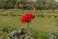 A big red rose flower at garden,lawn sun rays create back light light at winter foggy morning