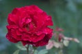 Beautiful big red rose flower