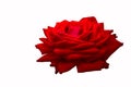Big red rose on white isolated background Royalty Free Stock Photo