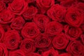 Big group of red roses