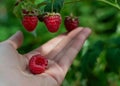 Big red scarlet pink ripe raspberries on palm of hand and on branches with green carved leaves on bushes in summer garden Royalty Free Stock Photo