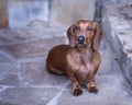 Red Smooth Doxie sits outside on stone walkway looking at camera Royalty Free Stock Photo