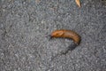 Big red slug is sliding on the ground. Macro, Selective focus