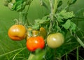 Big red and some green ecological tomatoes, grown in private greenhouse Royalty Free Stock Photo