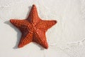 Big red starfish Royalty Free Stock Photo