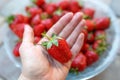 Big red strawberrie in the hand of the girls. girl holding natural, organic strawberry Royalty Free Stock Photo