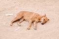 Big red stray dog sleeps on the ground on a sunny day Royalty Free Stock Photo