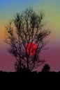 Big red sun behind black bare tree in the evening Royalty Free Stock Photo