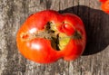 Big red tomato with crack. Tomato disease, lack of water and microclimate difference. Tomato storage. Close-up