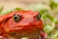 Big red Tomato frogs, Madagascar Wildlife Royalty Free Stock Photo