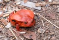 Big red Tomato frogs, Dyscophus antongilii Royalty Free Stock Photo