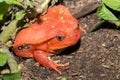 Big red Tomato frogs, Dyscophus antongilii Royalty Free Stock Photo