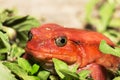 Big red Tomato frogs, Dyscophus antongilii Royalty Free Stock Photo