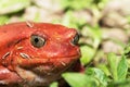 Big red Tomato frogs, Dyscophus antongilii Royalty Free Stock Photo