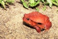Big red Tomato frogs, Dyscophus antongilii Royalty Free Stock Photo