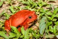 Big red Tomato frogs, Madagascar Wildlife Royalty Free Stock Photo