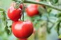 Big red tomato growing in organic farm Royalty Free Stock Photo