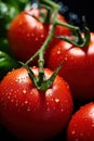 Big red tomatoes soaked with water droplets on organic farm tomato plant Royalty Free Stock Photo