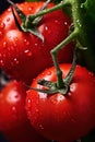 Big red tomatoes soaked with water droplets on organic farm tomato plant Royalty Free Stock Photo