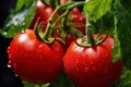 Big red tomatoes soaked with water droplets on organic farm tomato plant Royalty Free Stock Photo