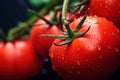 Big red tomatoes soaked with water droplets on organic farm tomato plant Royalty Free Stock Photo